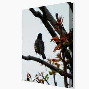 Wall Art on Canvas original photograph 11x14